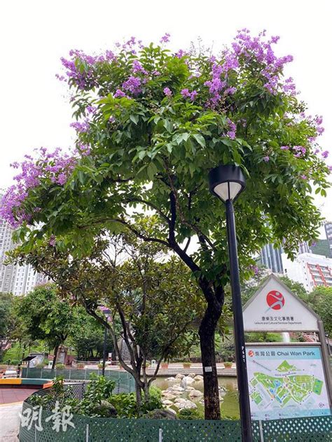 紫薇開花期|紫薇